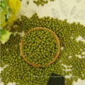 2012 nueva cosecha pequeña verde frijol mungo para brotación con precio más barato